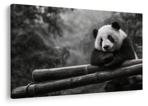 Slika panda počiva na bambusu