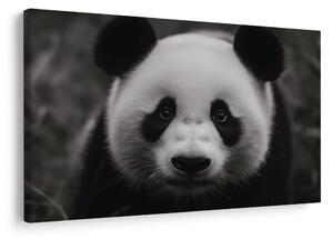 Slika prisrčna panda v naravi