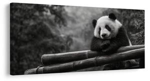 Slika mirna panda v naravi