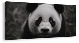 Slika črno-bela panda z nasmehom