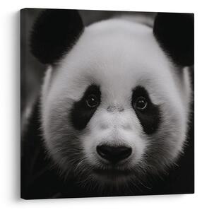 Slika panda na črnem ozadju