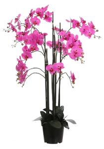 ORHIDEJA 35/117 cm