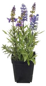 Mömax Sivka Lavendel I -Paz-