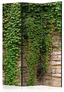 Paravan - Ivy wall