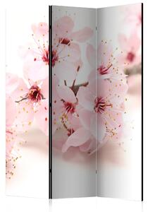 Paravan - Cherry Blossom