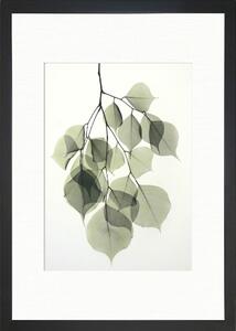 Plakat Tablo Center Tender Leaves, 24 x 29 cm