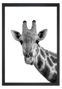 Plakat Tablo Center Giraffe Portrait, 24 x 29 cm