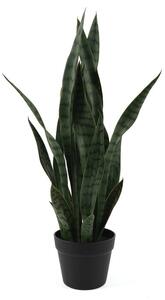 Sušena rastlina (višina 66 cm) Sansevieria – PT LIVING