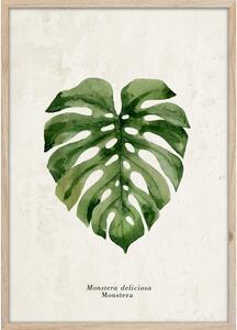 Plakat v okvirju 50x70 cm Monstera - Styler