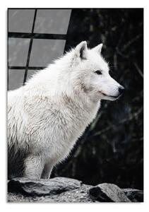 Steklena slika 70x100 cm White Wolf – Wallity