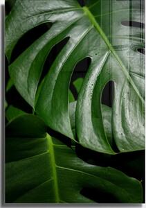 Steklena slika 50x70 cm Monstera – Wallity