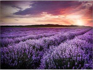 Slika 100x70 cm Lavender Field – Wallity