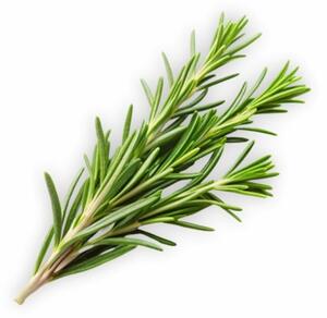 Aromatični vzglavnik Rosemary 50x70 cm EMI