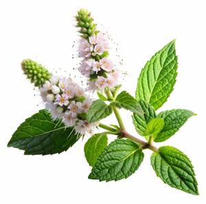 Aromatični vzglavnik Lemon Balm 50x70 cm EMI