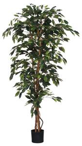 FIKUS BENJAMIN 100/180 cm