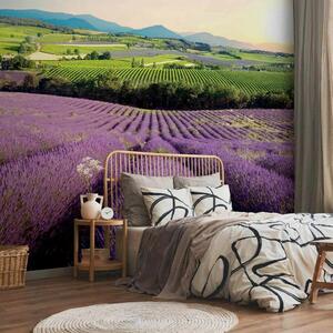 Artgeist Fototapeta Lavender Field, 150x105cm