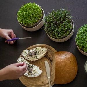 Plastia Microgreens, slonova kost