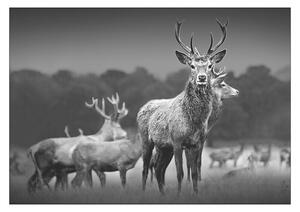 ProArt Slika na platnu (Herd of Deer, Š x V: 80 x 60 cm)