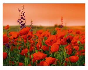 Plakat Young Living (Summer Poppy Field, Š x V: 80 x 60 cm)