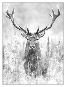 ProArt Type Hype Slika na lesu (Grey Deer Head II, Š x V: 60 x 80 cm)