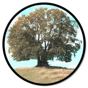 Stenska dekoracija Quercia