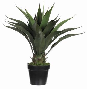 AGAVA 25/60 cm