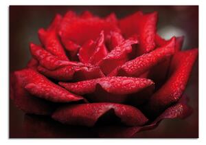 Stenska dekoracija Rosa in rosso