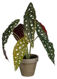 Umetna rastlina Begonija (Višina: 28 cm, Zelena, Plastika)