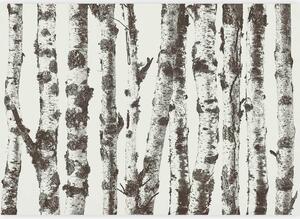 Artgeist Fototapeta Stately Birches, 100x70cm