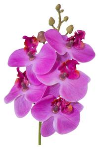 Modern Living Umetna Rastlina Phalaenopsis I -Paz-