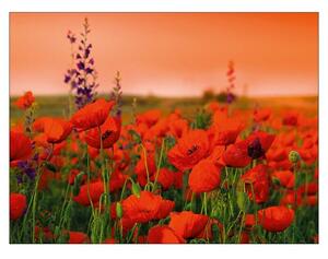 Plakat Young Living (Summer Poppy Field, Š x V: 80 x 60 cm)