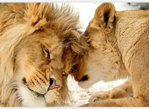 Artgeist Fototapeta Lion Tenderness, 100x70cm
