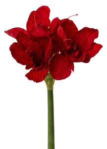 Modern Living Okrasna Rastlina Amaryllis I -Paz-