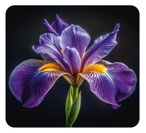 Stenska zaščitna plošča za štedilnik iz kaljenega stekla 50x56 cm Iris – Wenko
