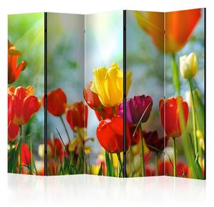 Artgeist Paravan Spring Tulips I, 5-Delni, Dvostranski