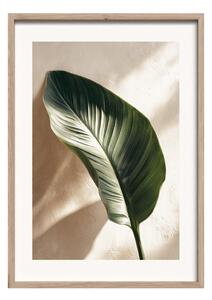Tiskana slika z okvirjem 50x70 cm Strelizia Leaf – Styler