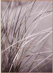 Plakat z okvirjem 50x70 cm Mellow Grasses 1 – Malerifabrikken