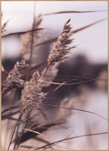 Plakat z okvirjem 50x70 cm Mellow Grasses 3 – Malerifabrikken