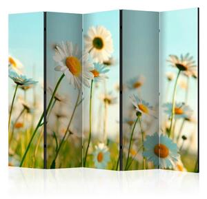 Artgeist Paravan Daisies I, 5-Delni, Dvostranski