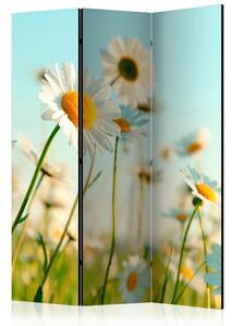 Artgeist Paravan Daisies, 3-Delni, Dvostranski
