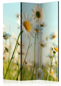 Artgeist Paravan Daisies, 3-Delni, Dvostranski