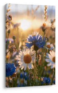 Slika marjetice in plavice v soncu
