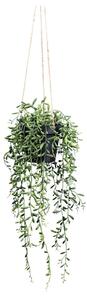 Modern Living Umetna Rastlina Senecio Herreianus I