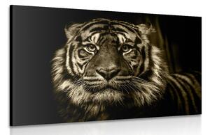 Slika tiger v sephia izvedbi