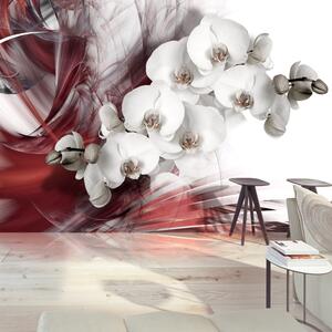 Fototapeta - Orchid in red