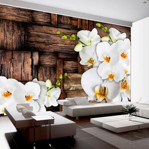 Fototapeta - Blooming orchids