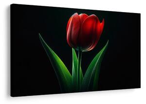 Slika rdeča tulipanova eleganca