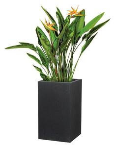 Scheurich Oglati stebrasti cvetlični lonec C-Cube (Zunanje dimenzije (Do x Š x V): 38 x 38 x 53,7 cm, Plastika, Črna)
