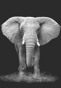 Mömax Slika Na Platnu Dark Elephant
