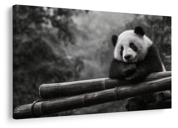 Slika panda počiva na bambusu